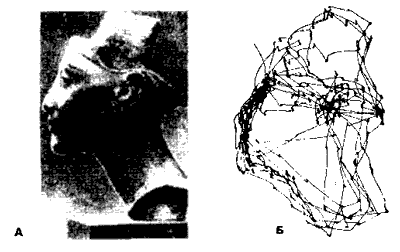 Изображения Нефертити и линии
      - последовательность осмотра глазами