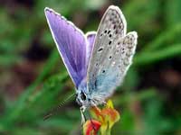 бабочка Голубянка